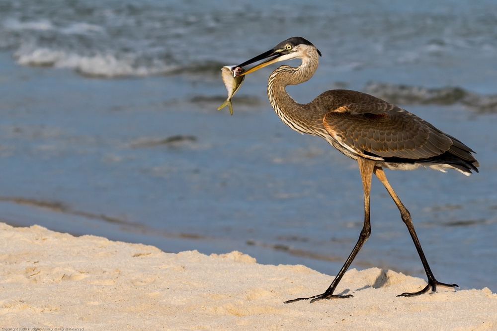 great blue heron eating fish in Gulf Shores