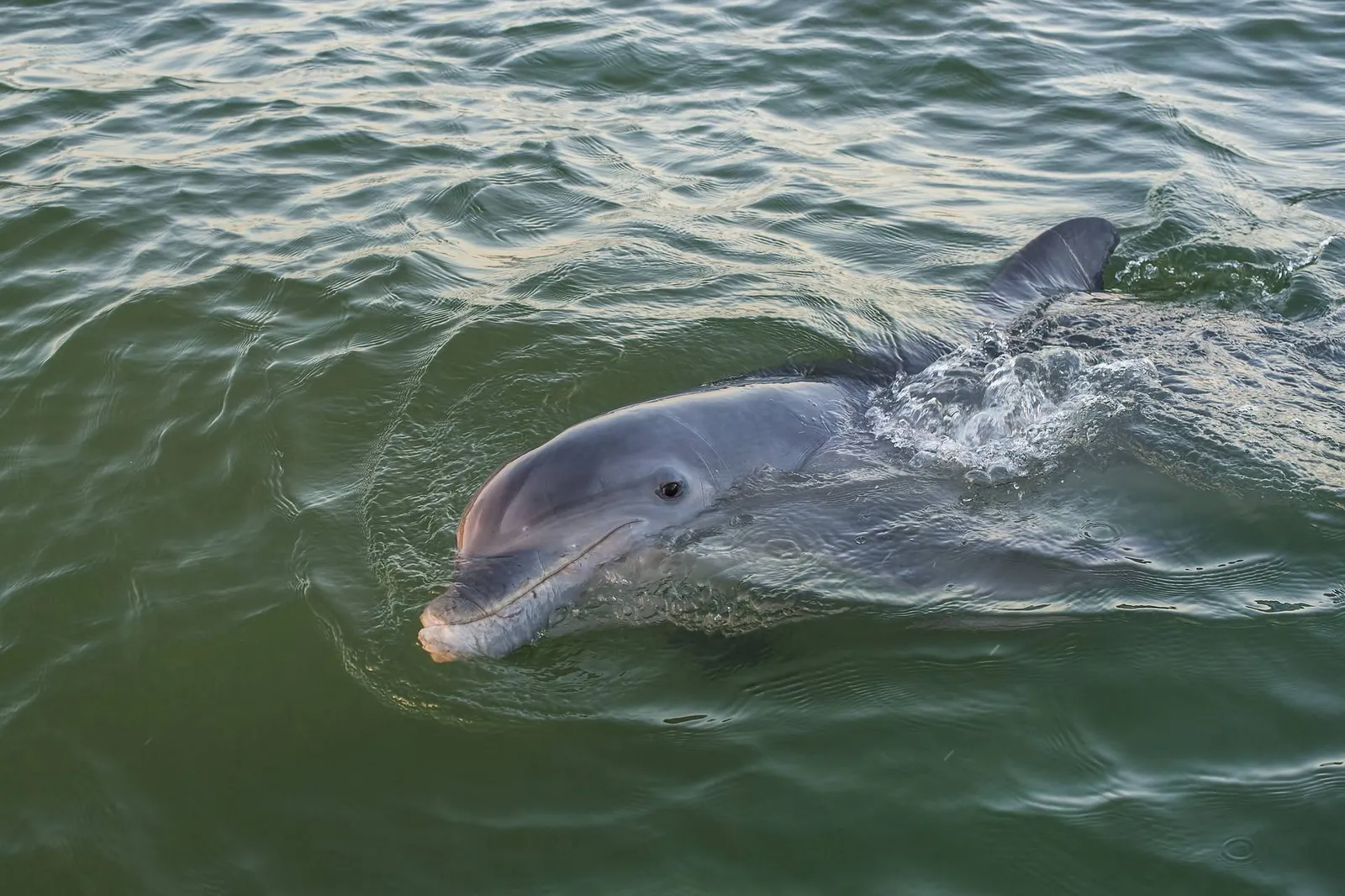 Sanibel 1405