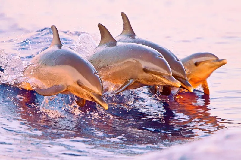 Tropical Winds 402